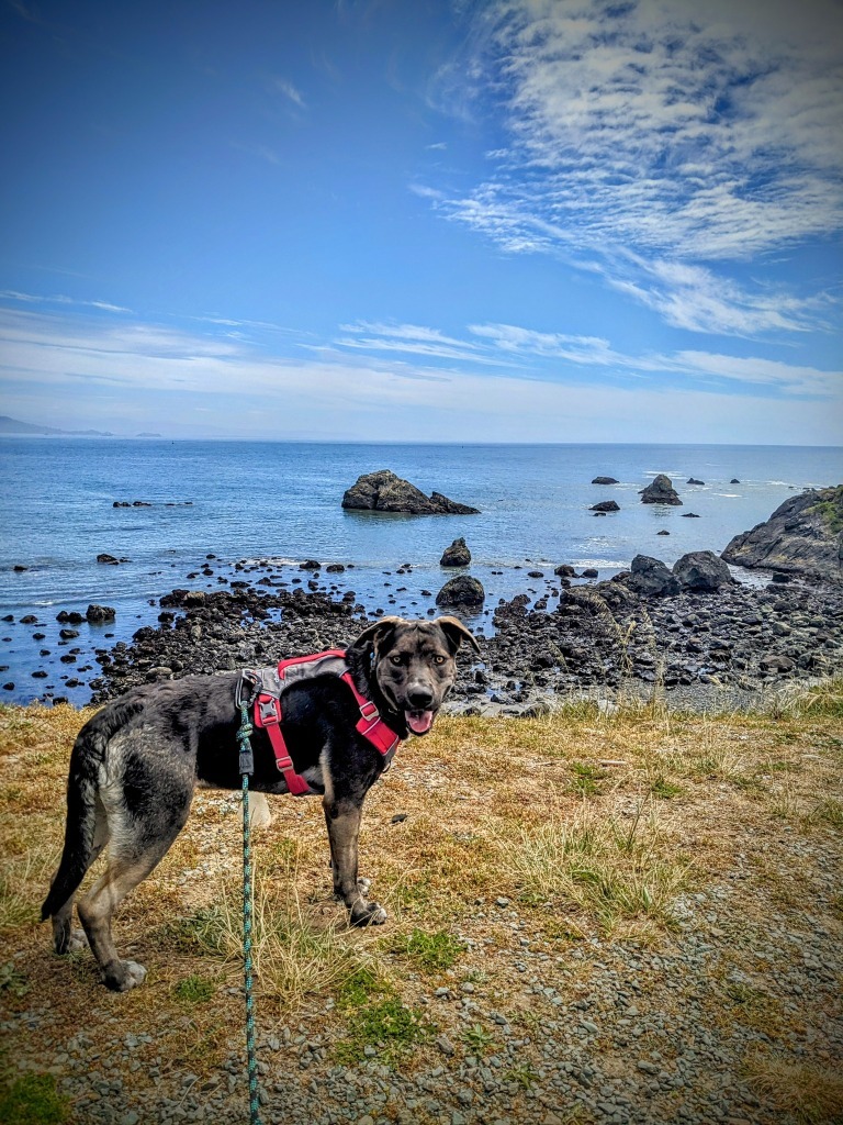 Mikio, an adoptable Labrador Retriever, Pit Bull Terrier in Brookings, OR, 97415 | Photo Image 5