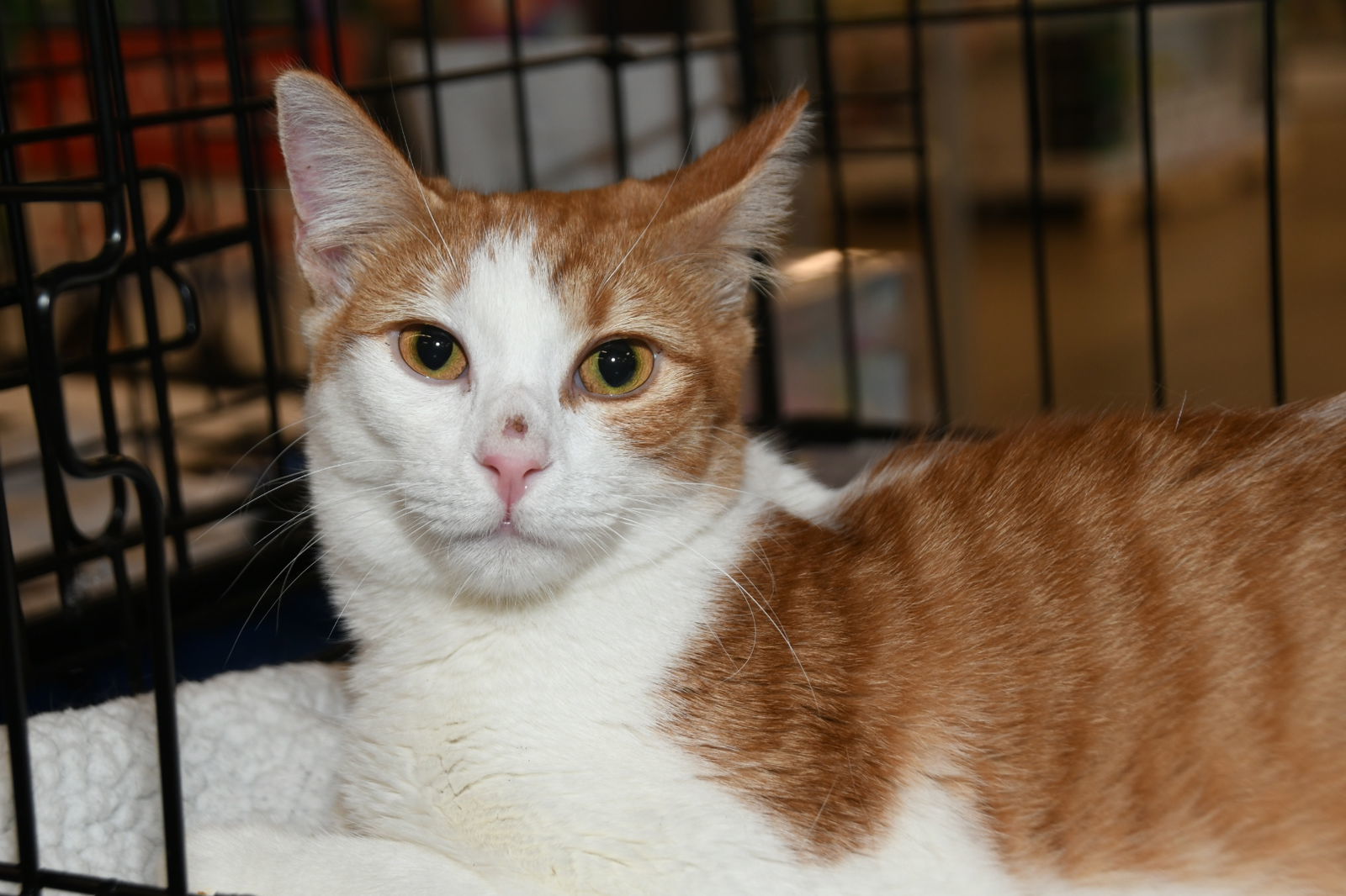 Marmalade