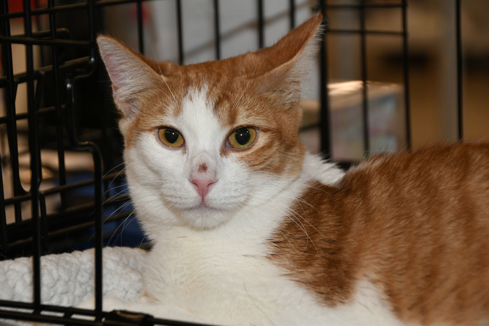 Marmalade