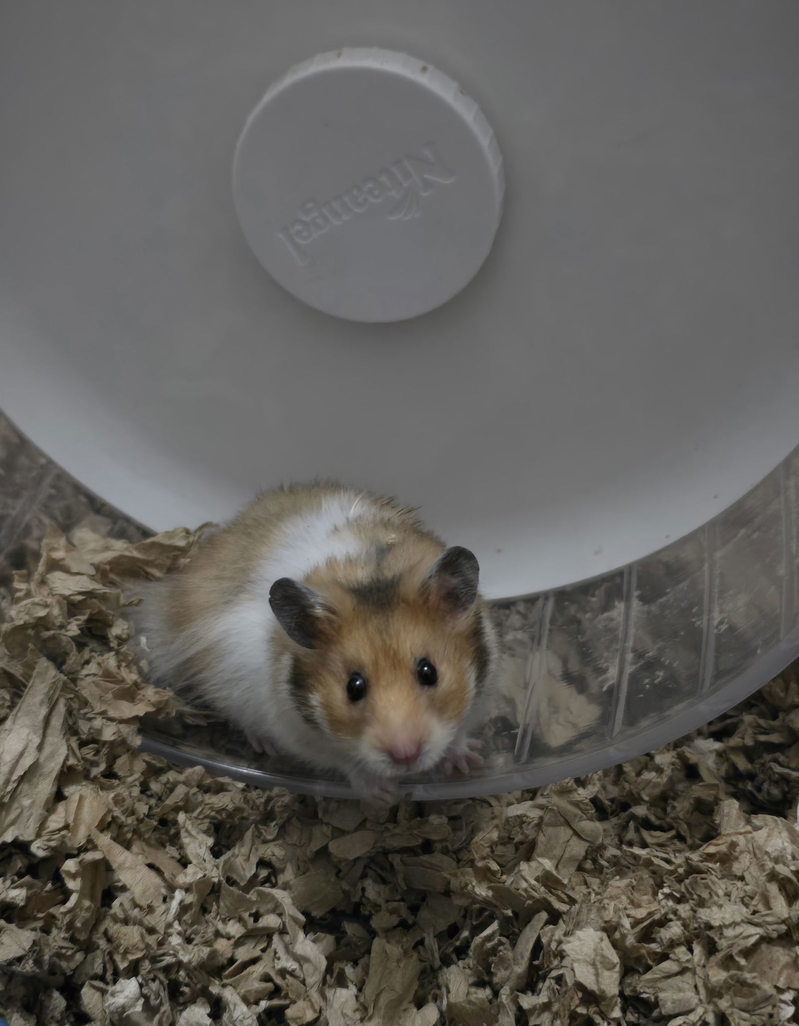 Alonzo