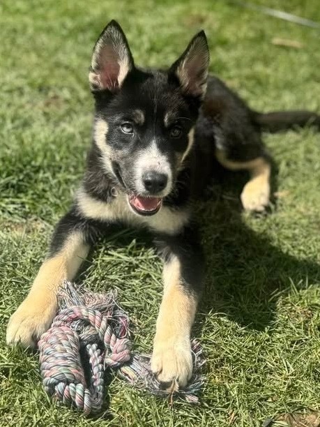 Stella