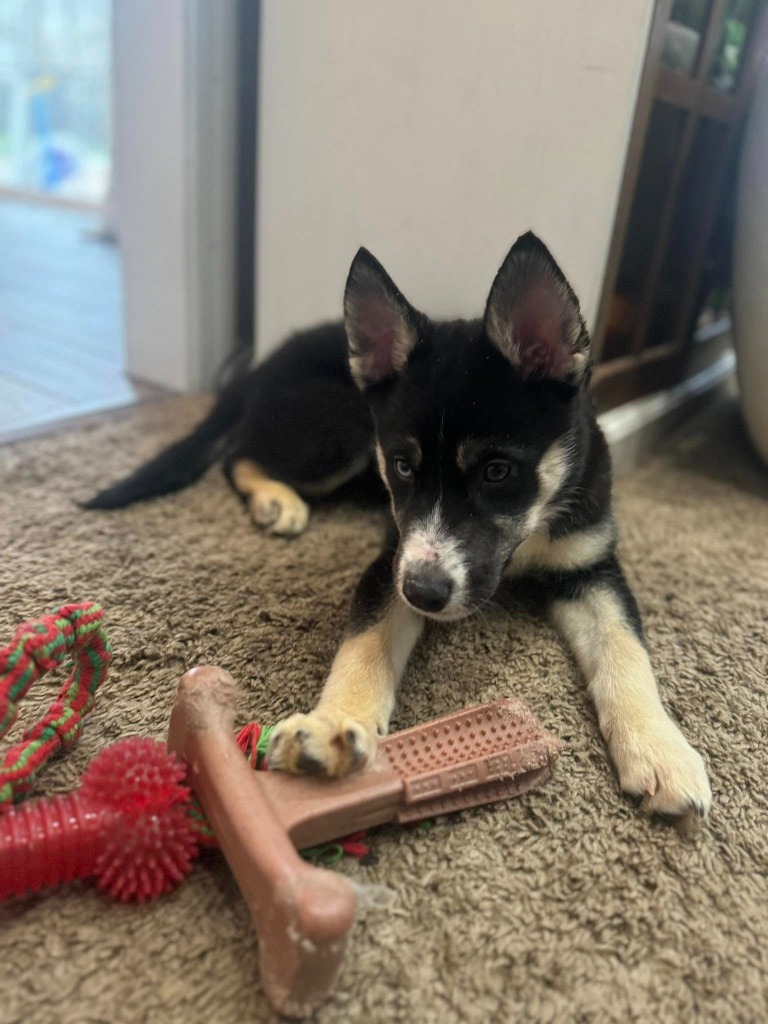Stella
