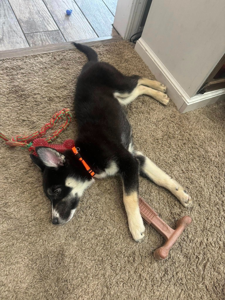 Stella