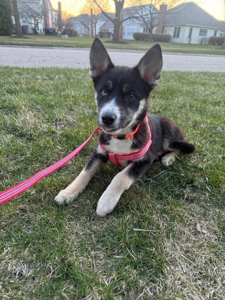 Stella
