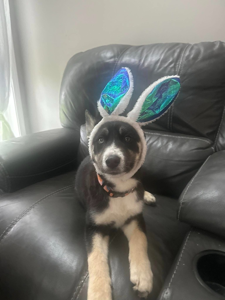 Stella