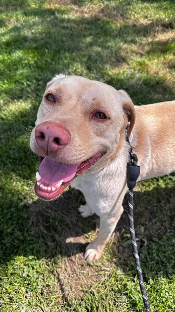 Dood aka Buffy Pup-Bernard
