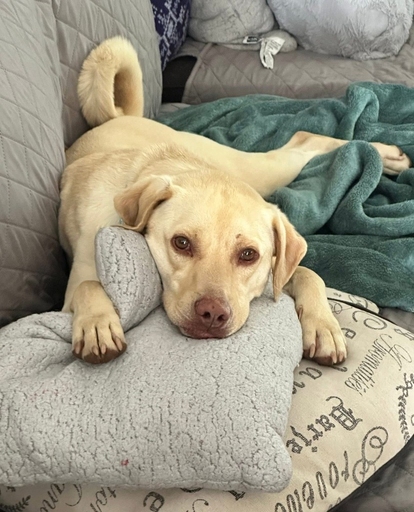 Dood aka Buffy Pup-Bernard
