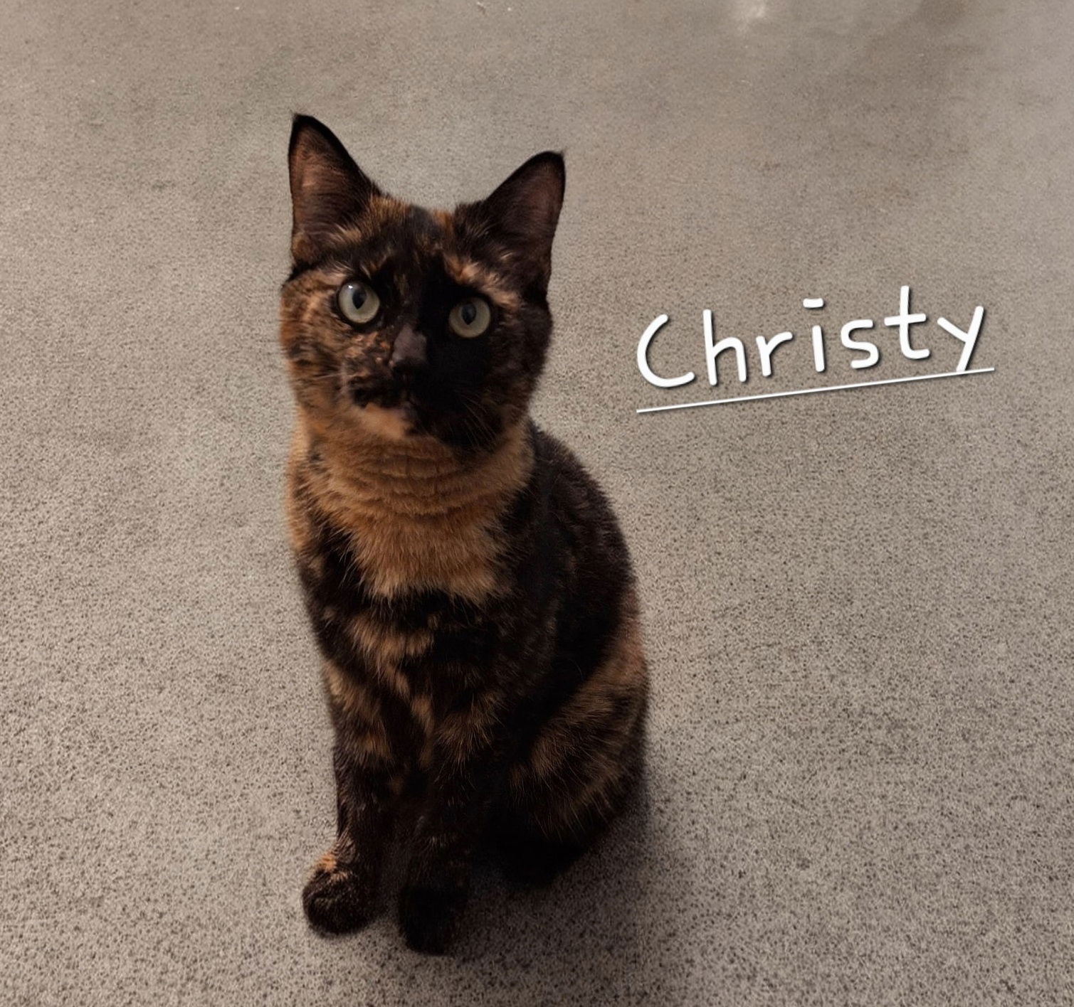 Christy #great-companion