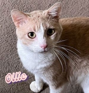 HAS NEVER MET A STRANGER DOB 1123 Hey there everyone Im Ollie a friendly outgoing cuddly bic