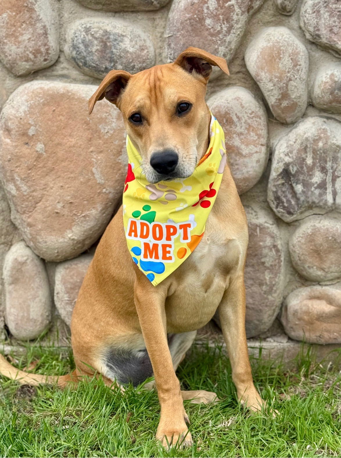 Lucky Charms, an adoptable Labrador Retriever in Salt Lake City, UT, 84171 | Photo Image 1