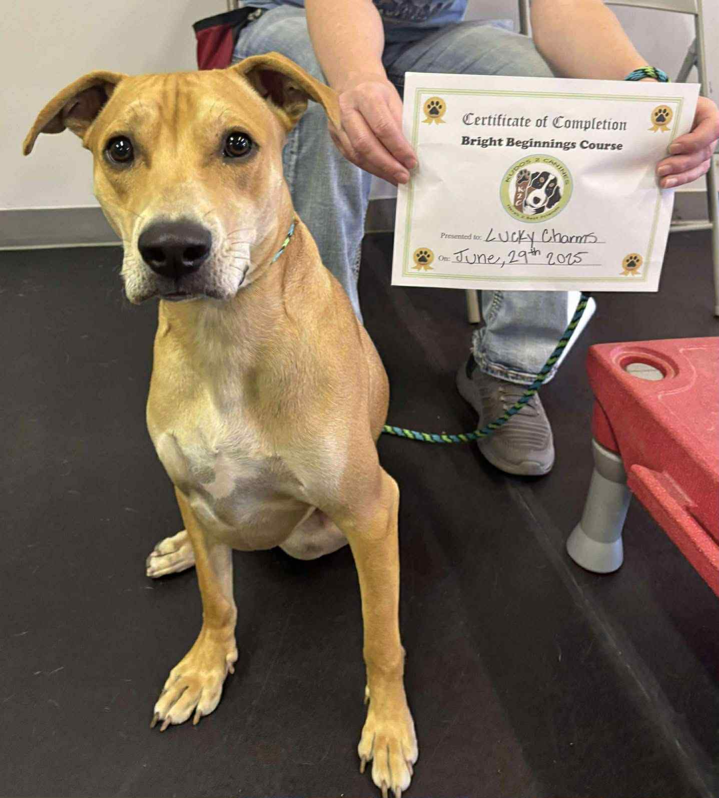 Lucky Charms, an adoptable Labrador Retriever in Salt Lake City, UT, 84171 | Photo Image 2
