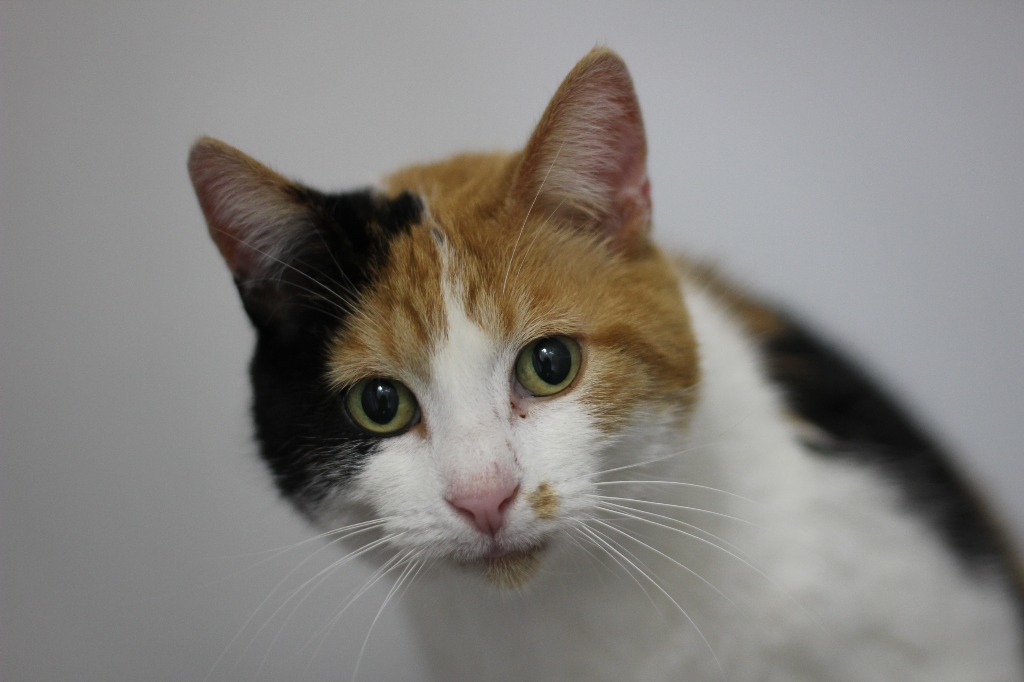 Tilly (sponsored)