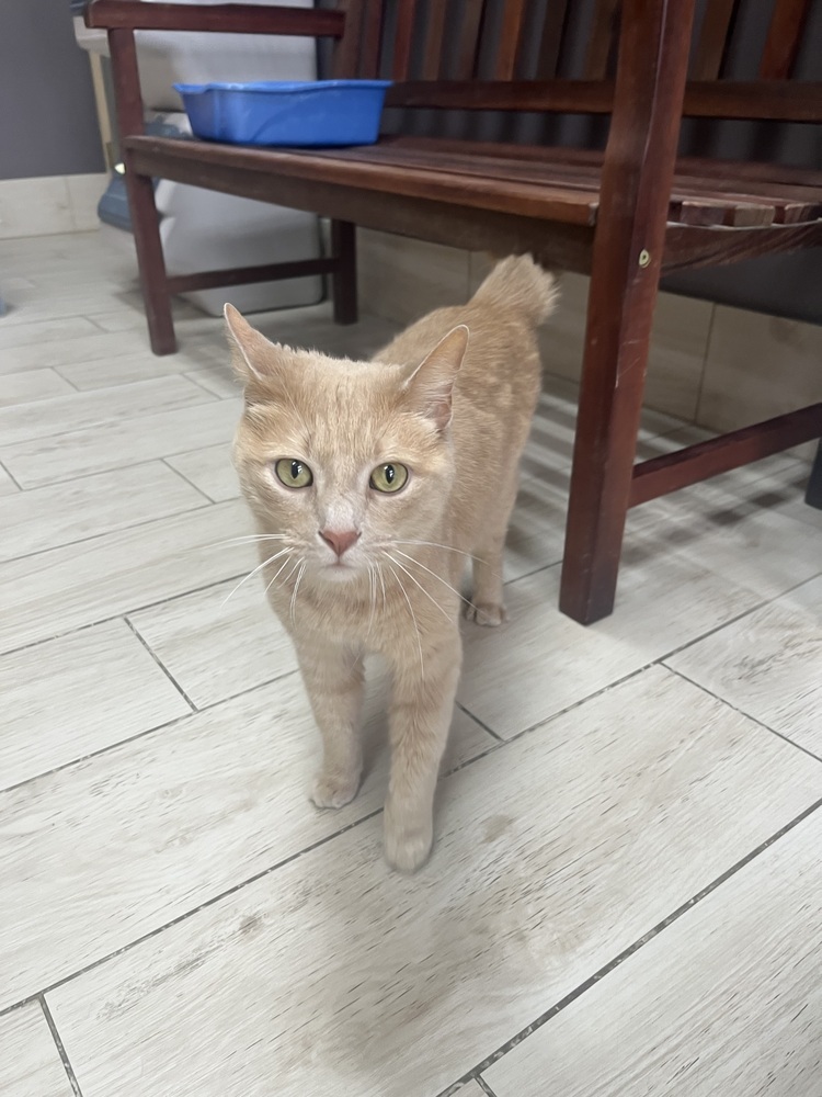 Charlie (25-040 C)