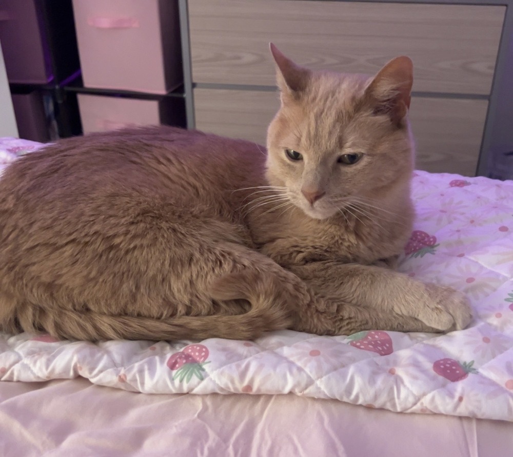 Charlie (25-040 C)