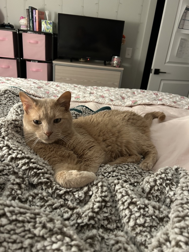 Charlie (25-040 C)