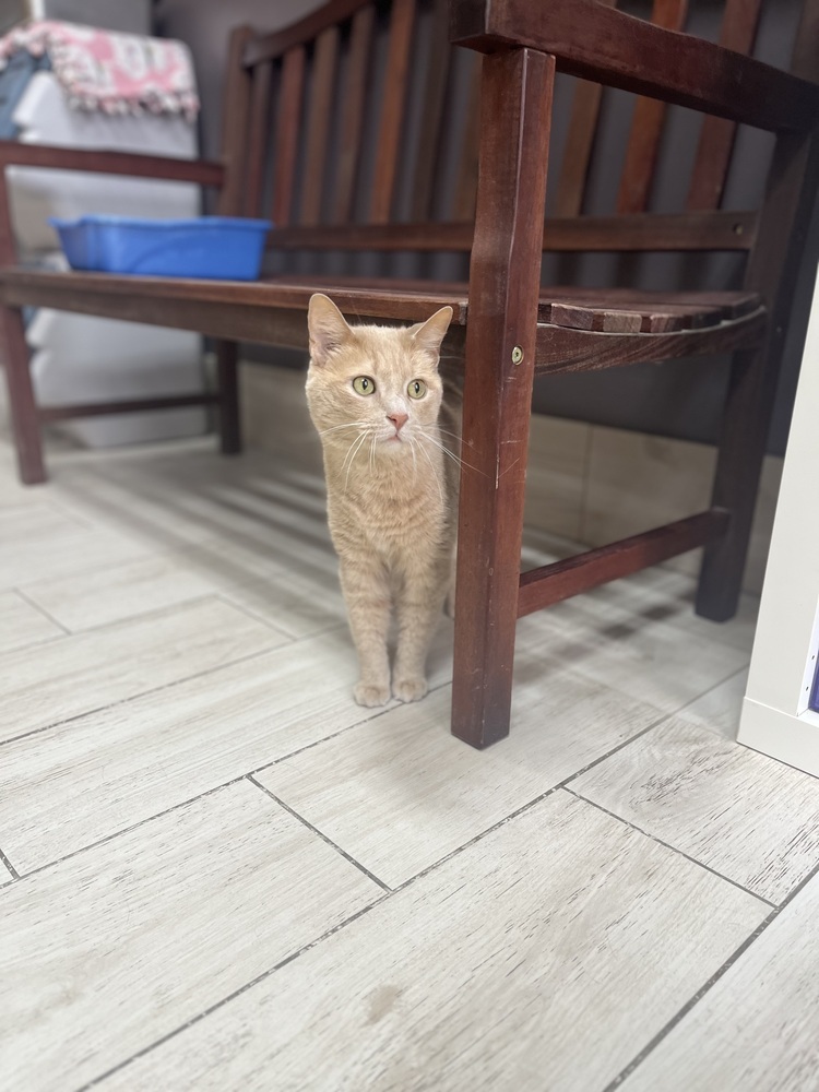 Charlie (25-040 C)