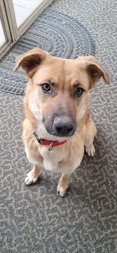 Penny