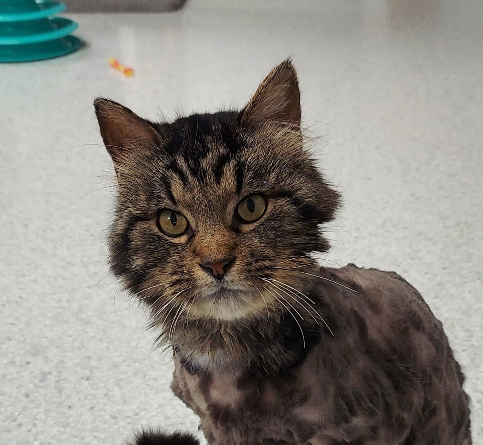 Leo