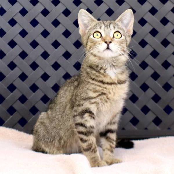 Biscuit, an adoptable Domestic Short Hair in Midland, TX, 79706 | Photo Image 2