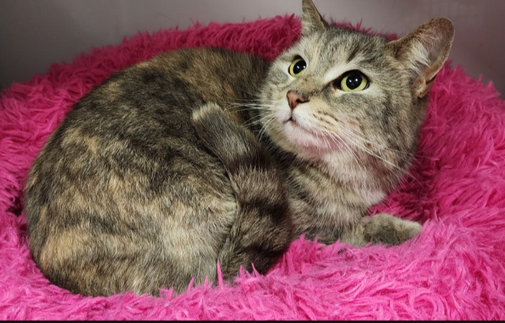 Cocoa paws and Fluffy paws bonded pair