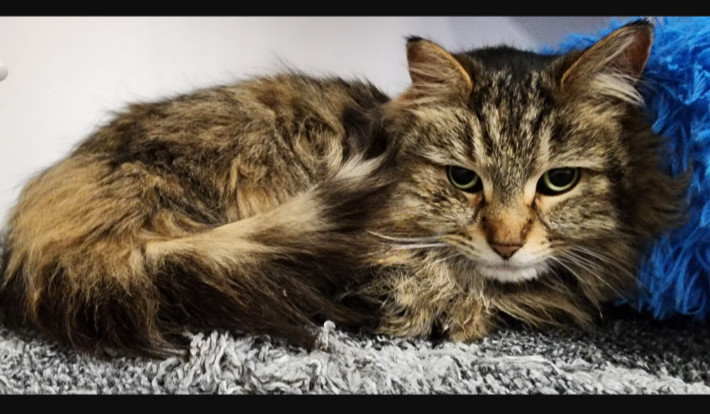 Cocoa paws and Fluffy paws bonded pair