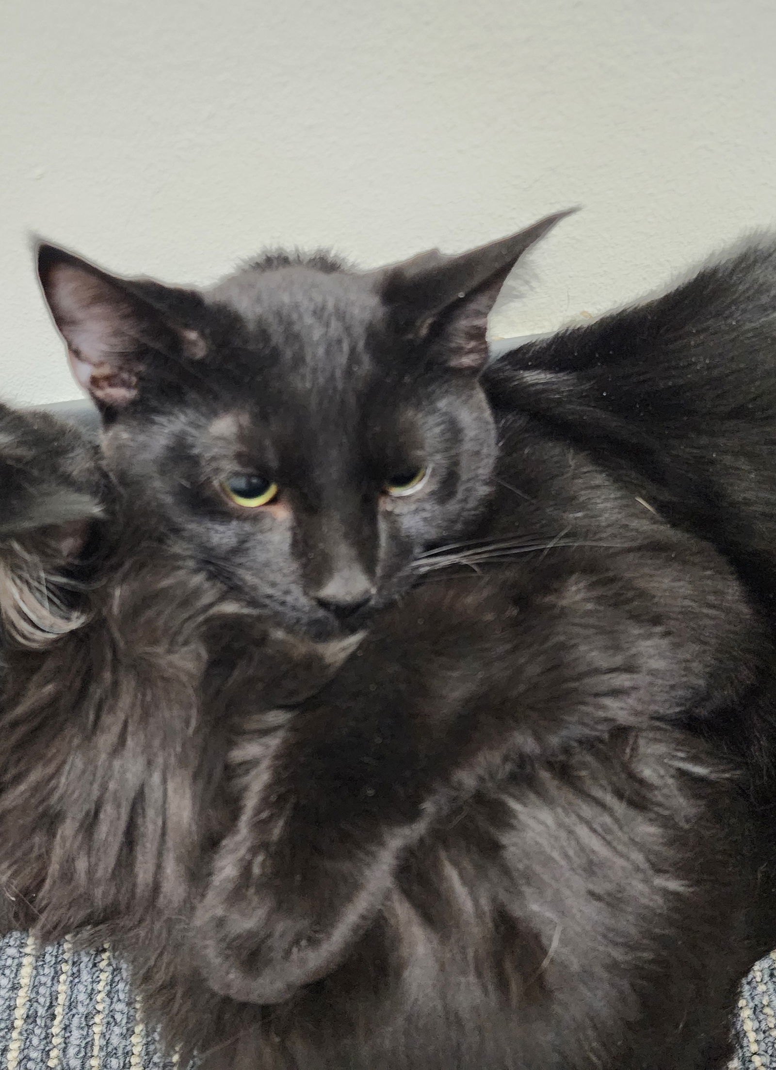 McFluffenstein and McDoodle bonded pair