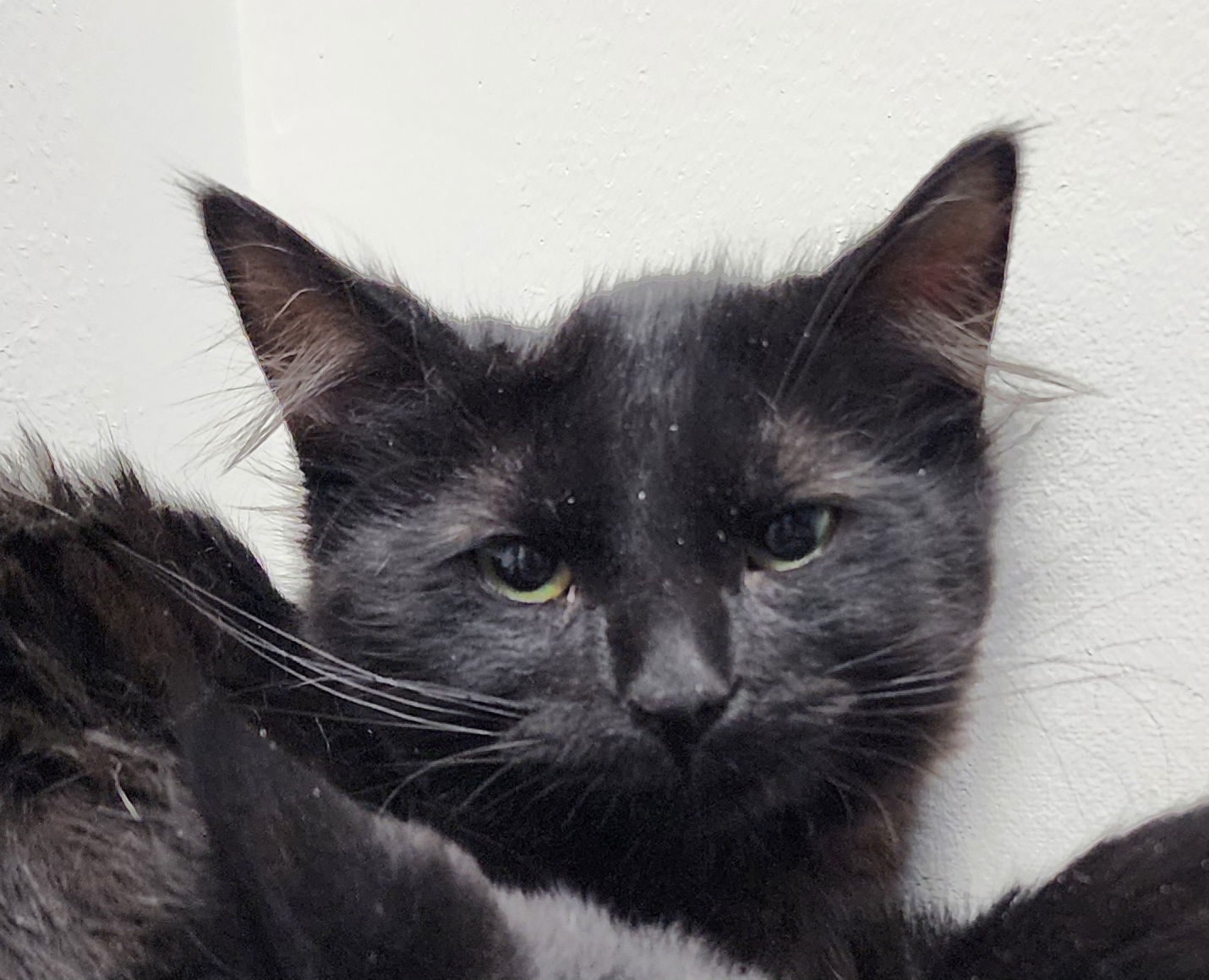 McFluffenstein and McDoodle bonded pair
