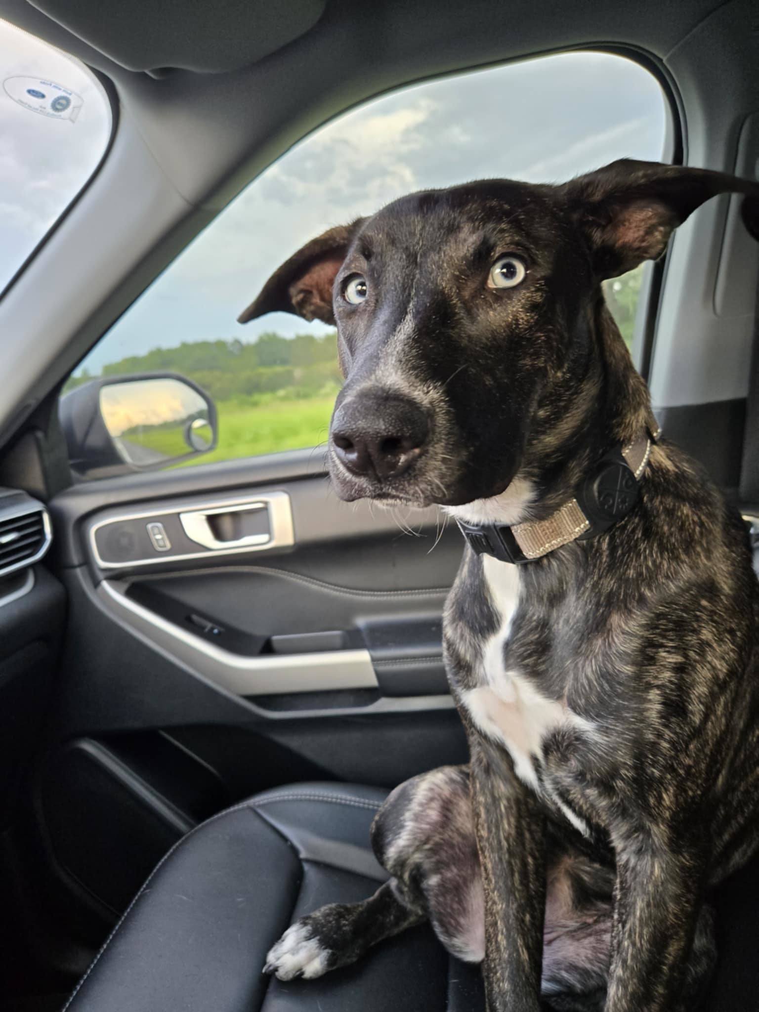Missy Cooper, an adoptable Catahoula Leopard Dog, Whippet in Valrico, FL, 33596 | Photo Image 1