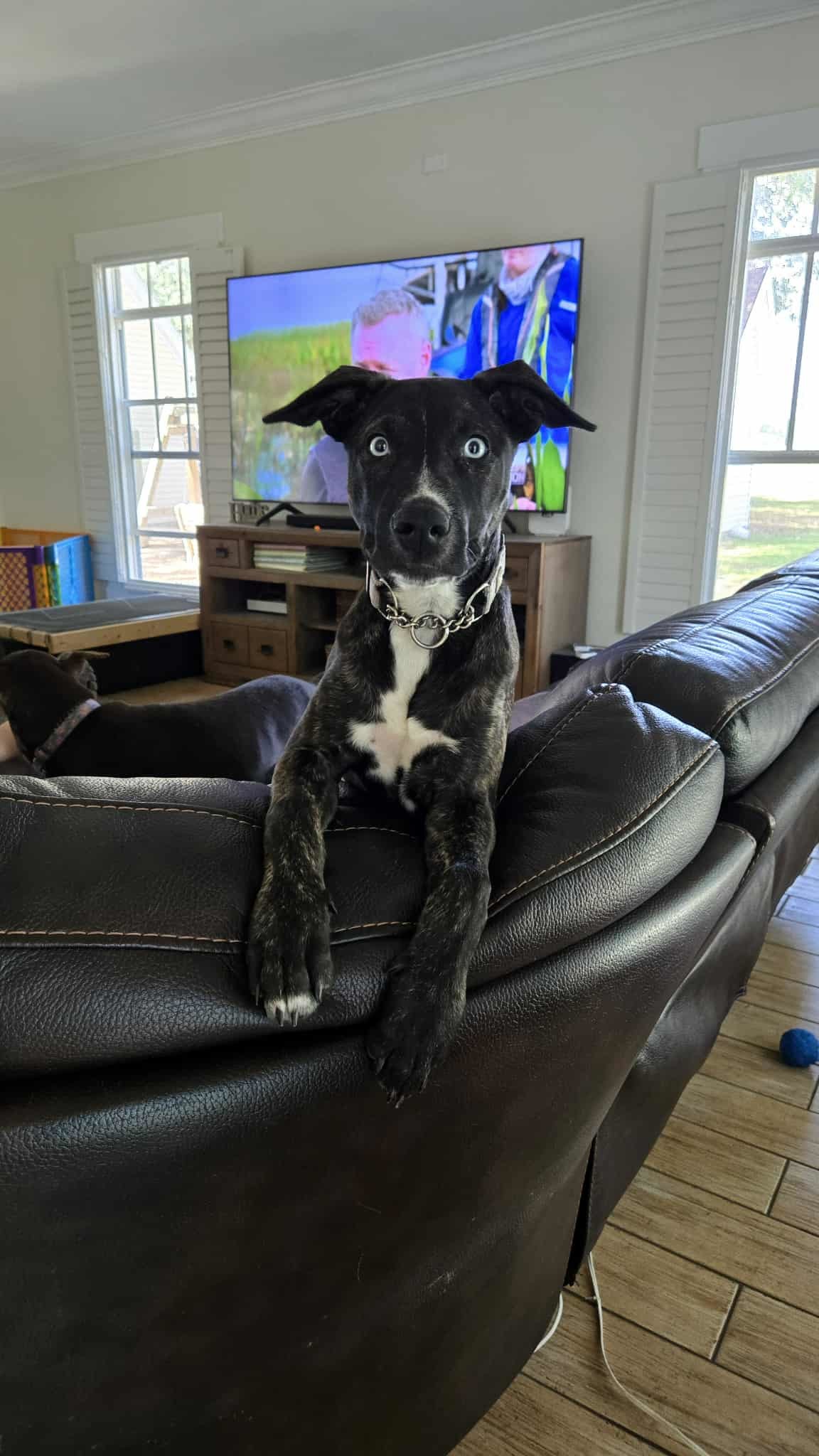 Missy Cooper, an adoptable Catahoula Leopard Dog, Whippet in Valrico, FL, 33596 | Photo Image 2