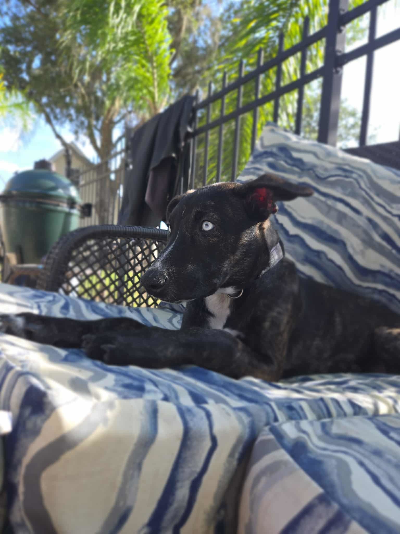 Missy Cooper, an adoptable Catahoula Leopard Dog, Whippet in Valrico, FL, 33596 | Photo Image 3