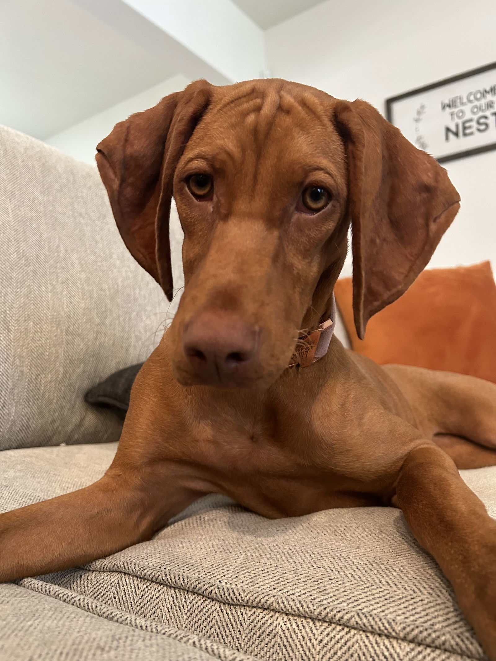 Lincoln, an adoptable Vizsla in Denton, TX, 76205 | Photo Image 1
