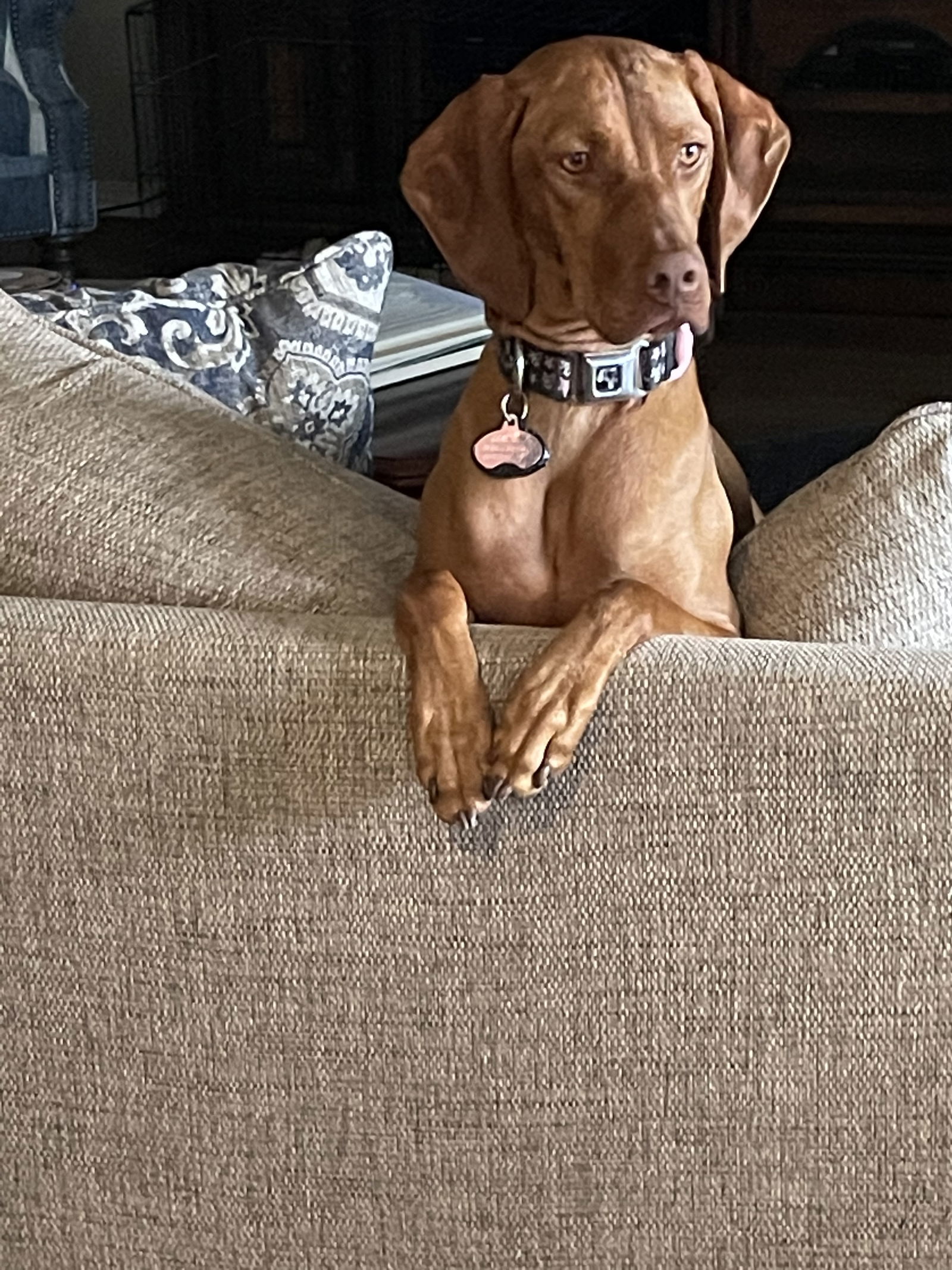 Lincoln, an adoptable Vizsla in Denton, TX, 76205 | Photo Image 2