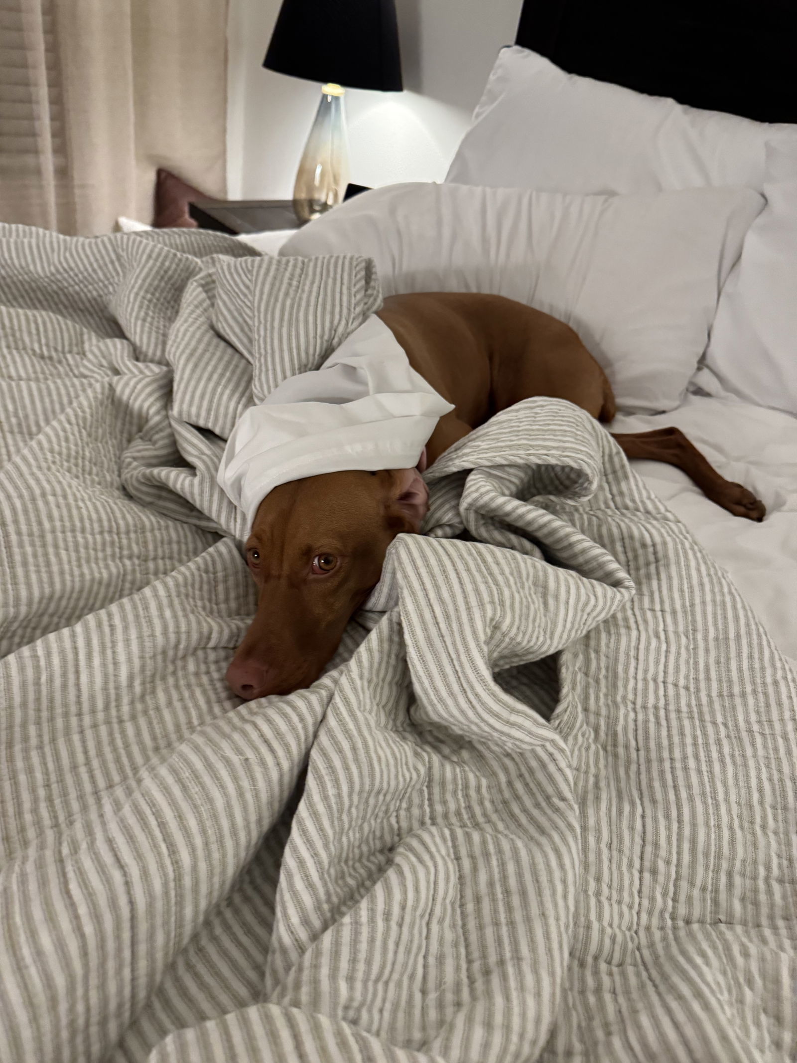 Lincoln, an adoptable Vizsla in Denton, TX, 76205 | Photo Image 3