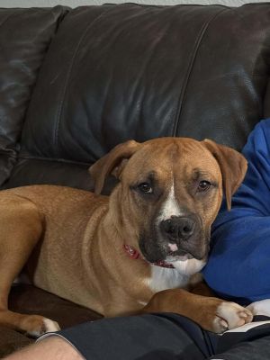 Peter 7 MO 57 Pounds Kid  Dog Friendly Crate Trained Fostered in Dayton OR HI Im Peter I am