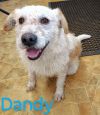 Dandy