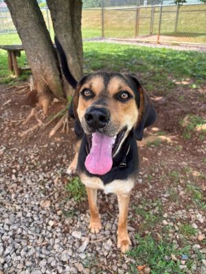 Mantana is a one-year-old Black and Tan Coonhound He seems to have been on his own for a while and