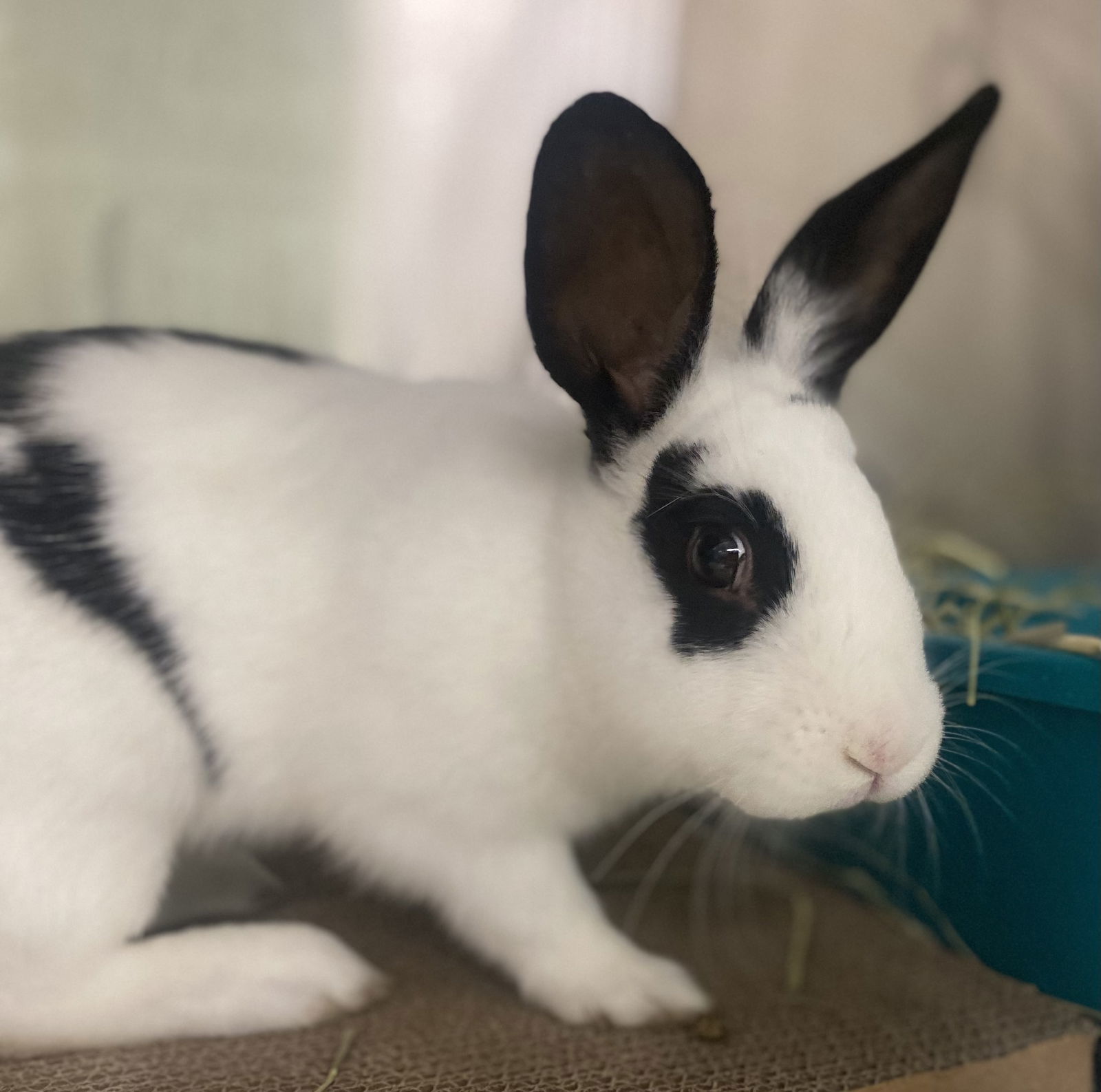 Pipsqueak (bonded w/ Peekaboo)