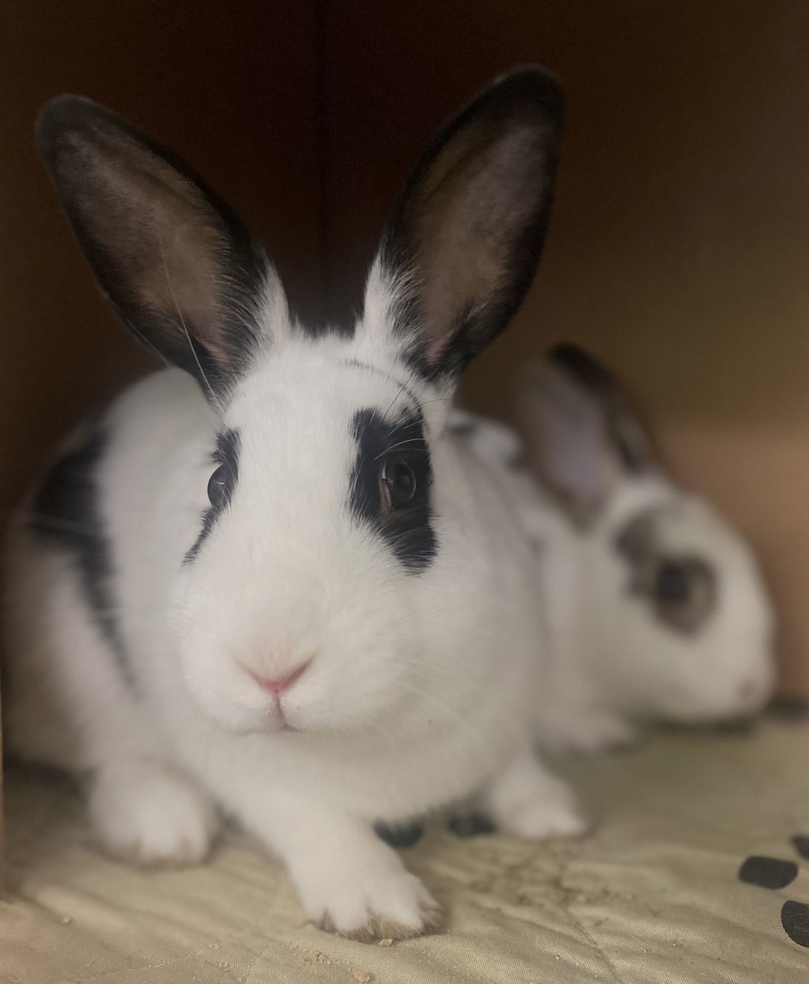 Pipsqueak (bonded w/ Peekaboo)
