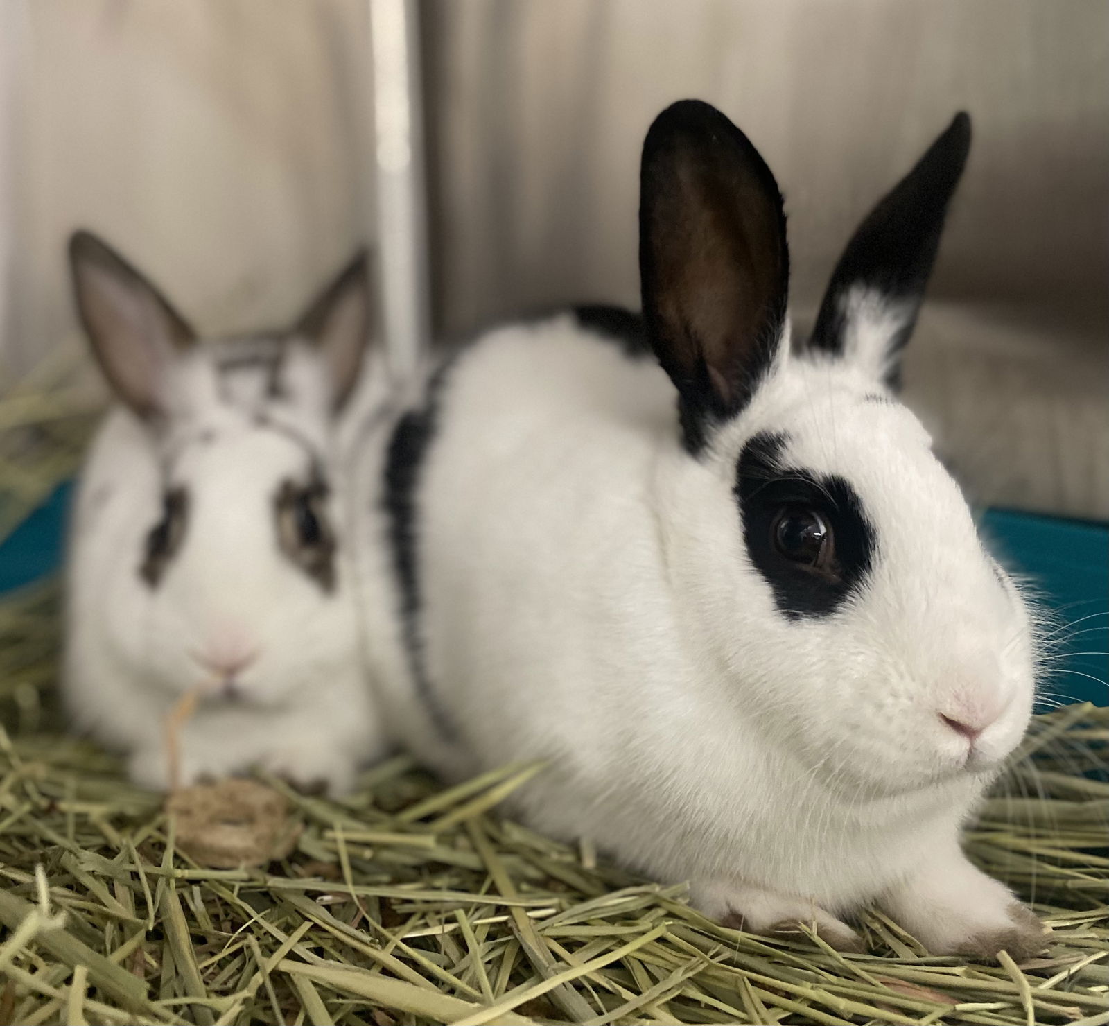 Peekaboo (bonded w/ Pipsqueak)