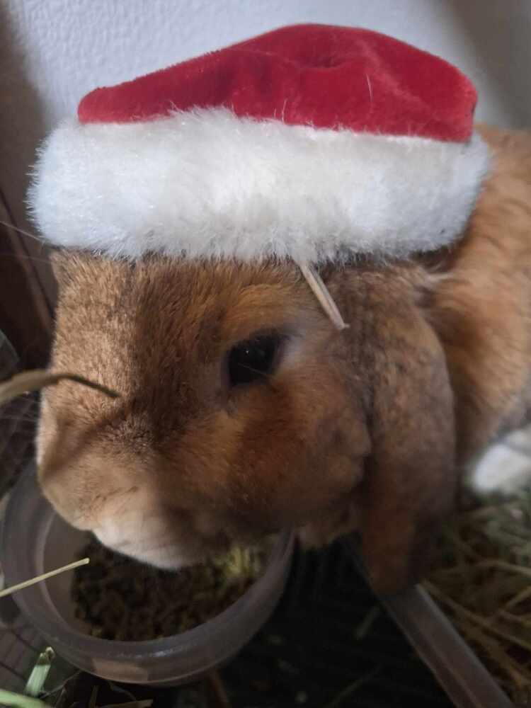 Loki