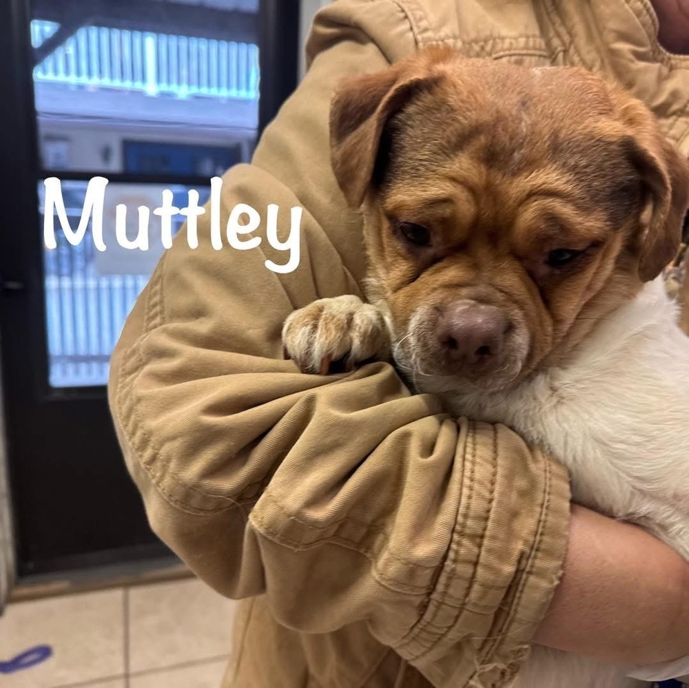 MUTTLEY