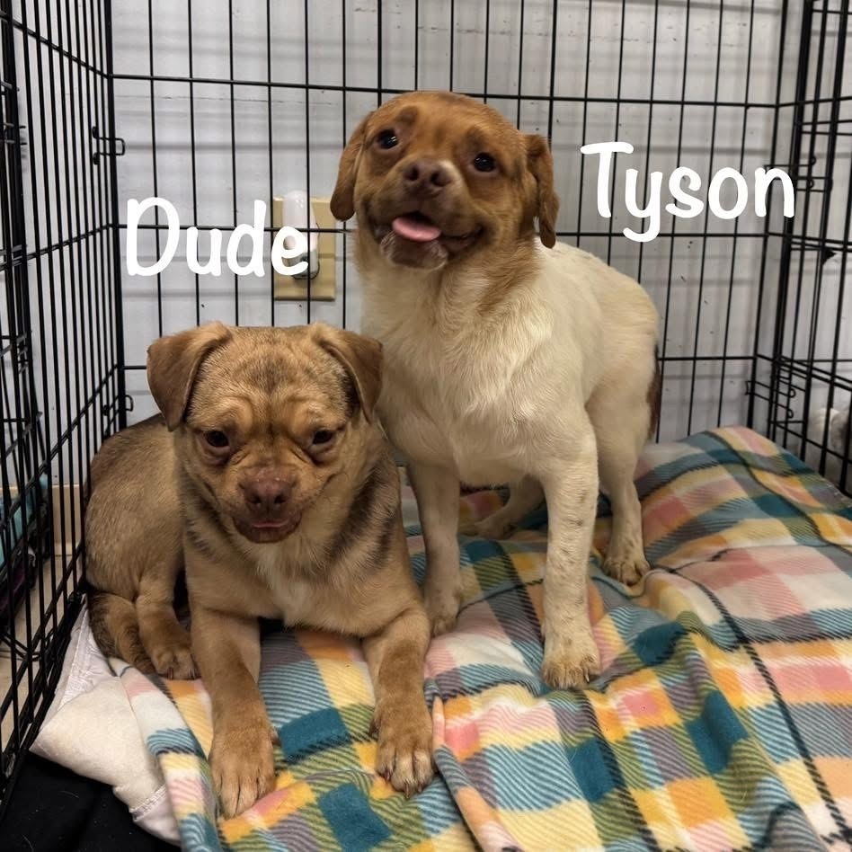 TYSON