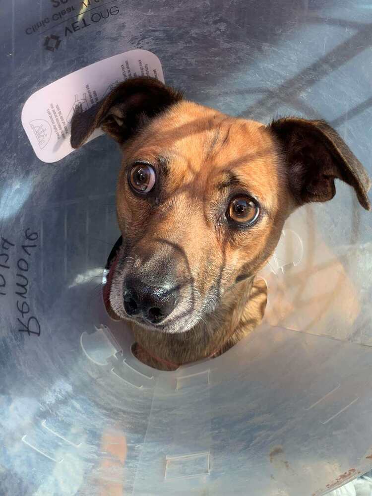 Oscar