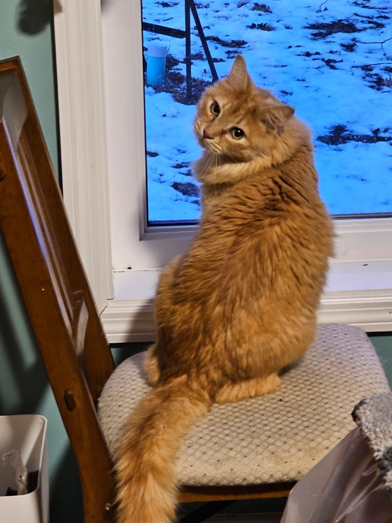 Azreal, an adoptable Domestic Medium Hair in Shell Lake, WI, 54871 | Photo Image 1