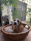 BenJammin photo 2