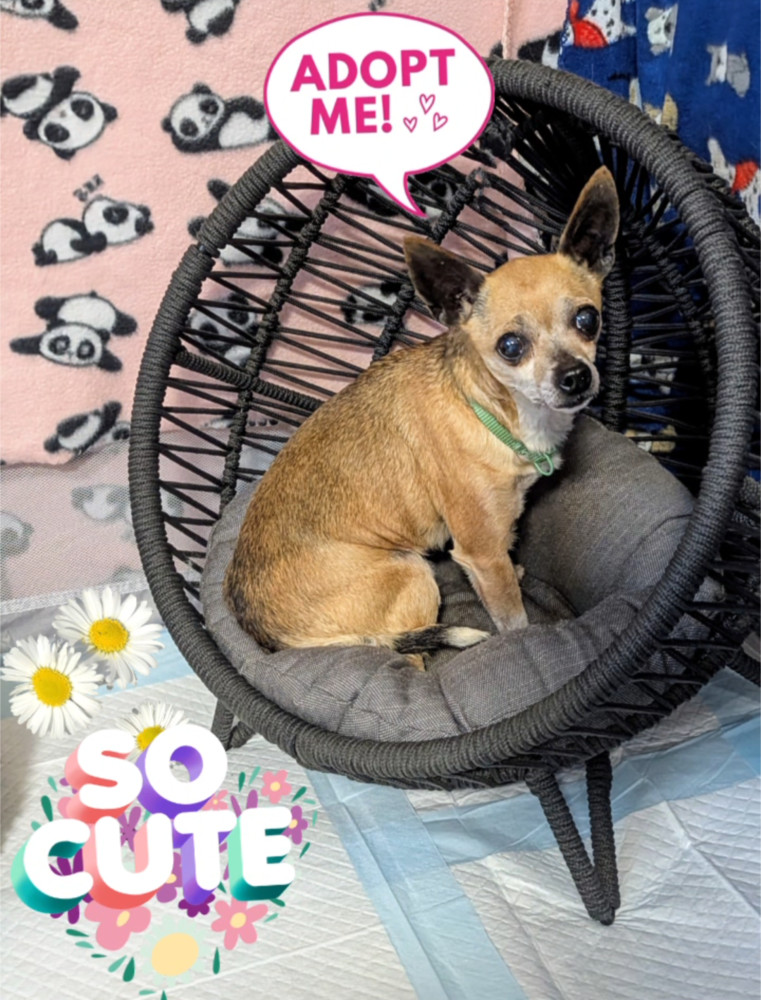 Honey Boo Boo (Fostered in Bellevue)