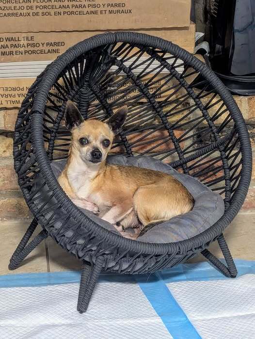 Honey Boo Boo (Fostered in Bellevue)