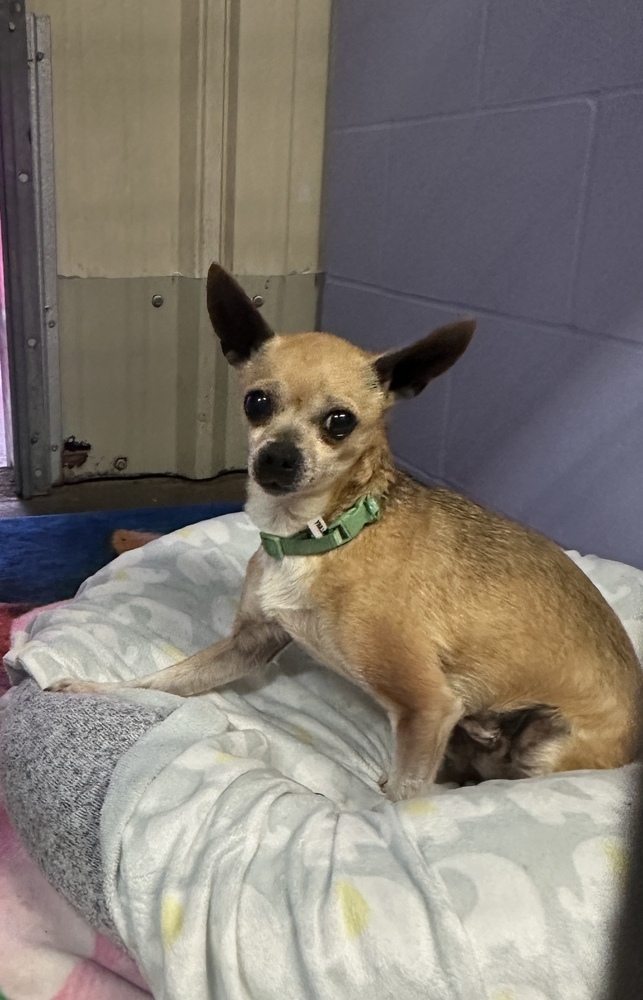 Honey Boo Boo (Fostered in Bellevue)