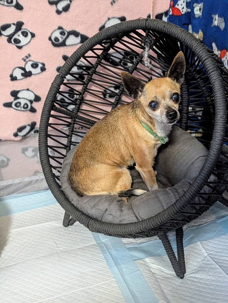 Honey Boo Boo (Fostered in Bellevue)