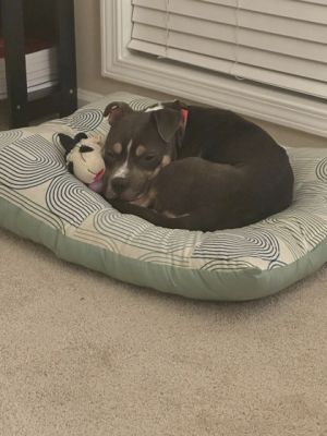 Meet Lovey Dovey This sweet and gentle pup has been a dream in foster-cuddly on the couch friendly